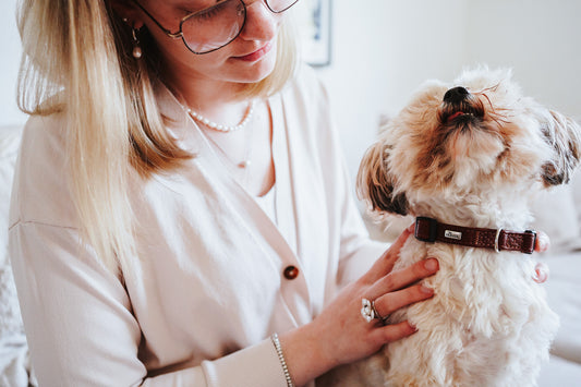 The Function and Fashion of Dog Collars: Why Quality Matters