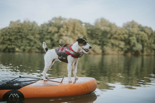 Harnessing Adventure: Top Harnesses for Active and Adventurous Canines!