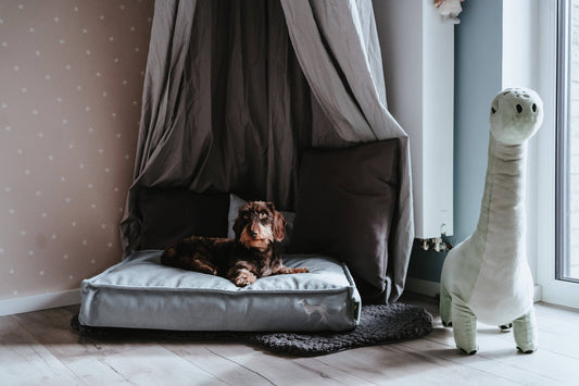 Why Your Dog's Bed Might Be Harmful – And What to Do About It!