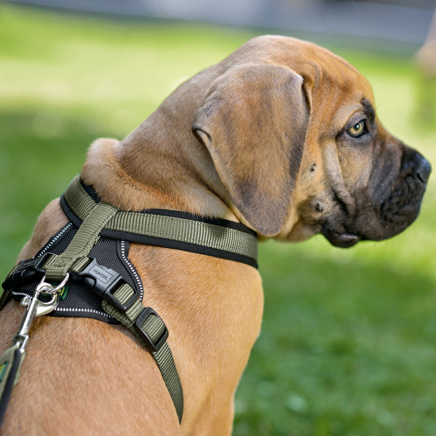 Neoprene Dog Harness