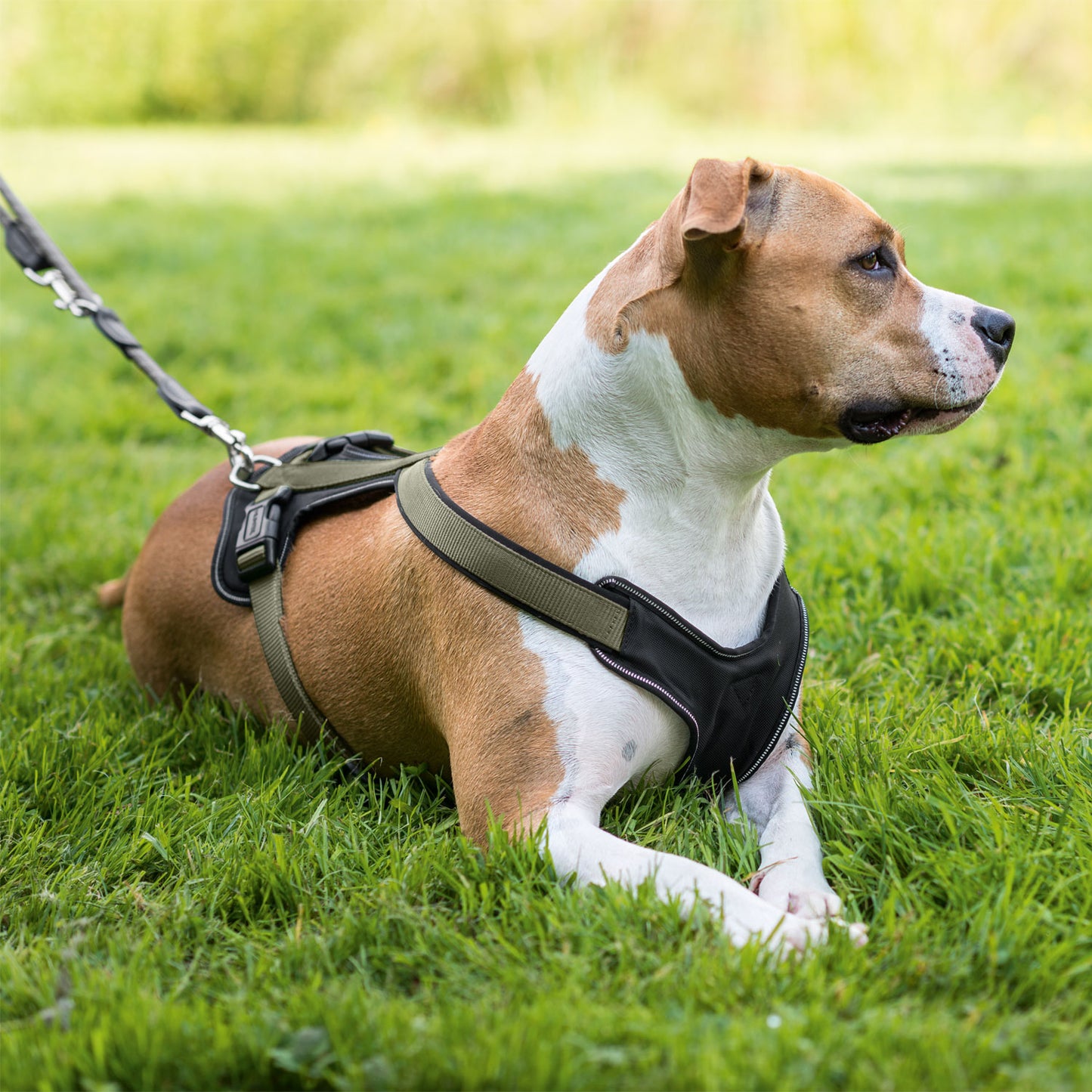 Neoprene Dog Harness