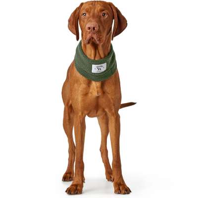 Nancy Dog Scarf