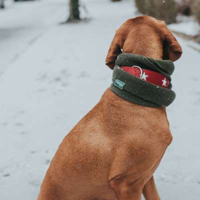 Nancy Dog Scarf