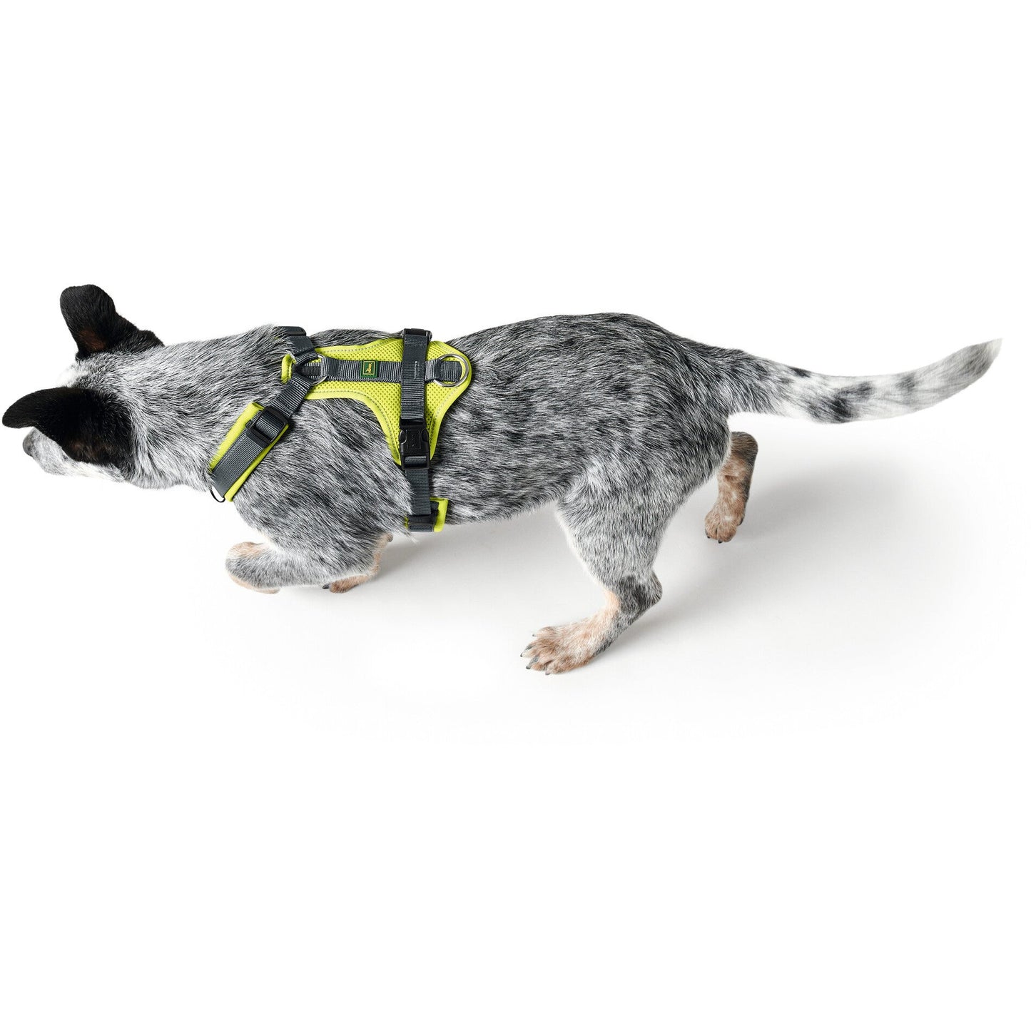 Maldon Nylon Harness