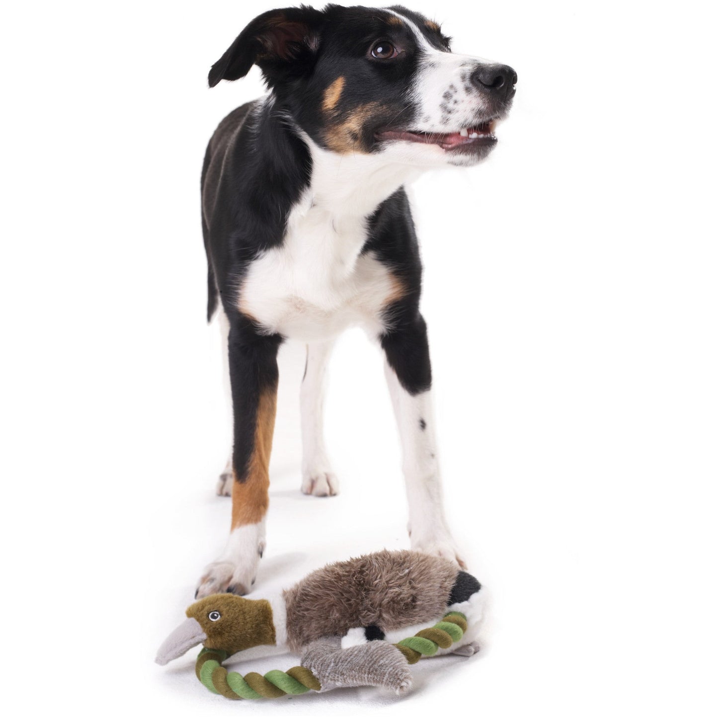 Wildlife Training Toy