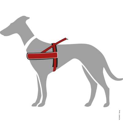 Norwegian Dog Harness Racing