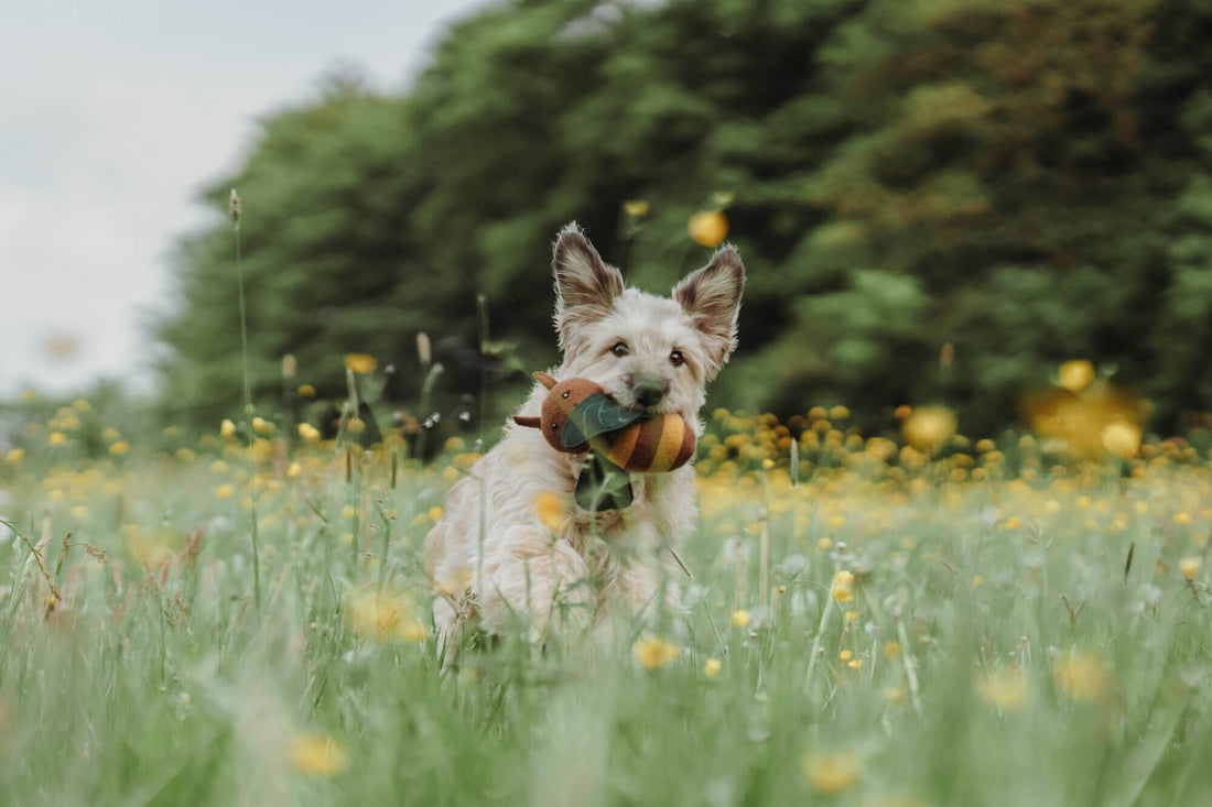 5 Game-Changing Benefits of Play for Your Dog: Why Every Tug and Toss Counts!