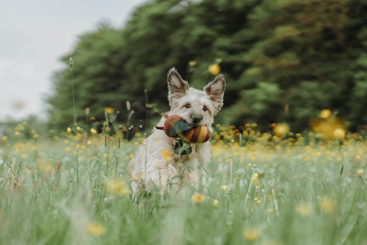 5 Game-Changing Benefits of Play for Your Dog: Why Every Tug and Toss Counts!