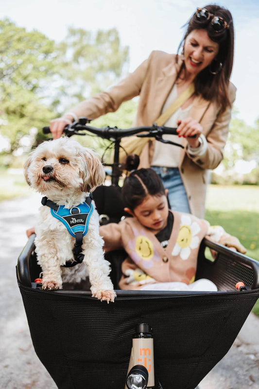 The Science Behind the Perfect Harness: Ergonomics and Dog Anatomy