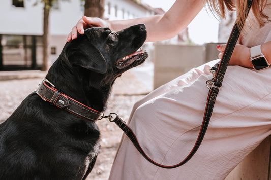 The Timeless Elegance of Leather Dog Collars - A Comprehensive Guide