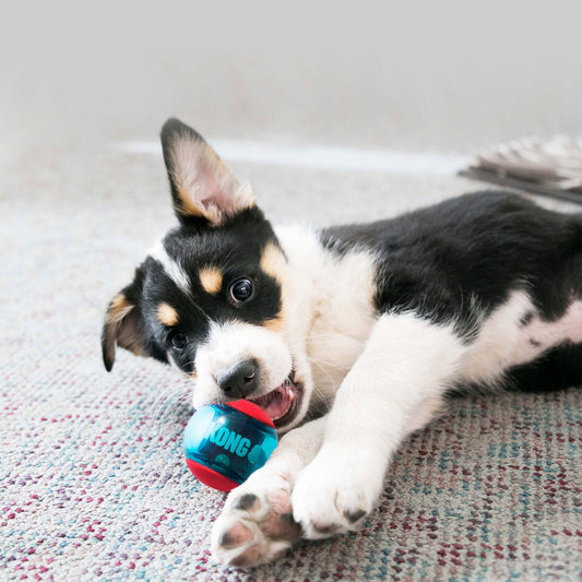 The 7 Unexpected Challenges Every New Puppy Owner Faces – And How to Tackle Them!