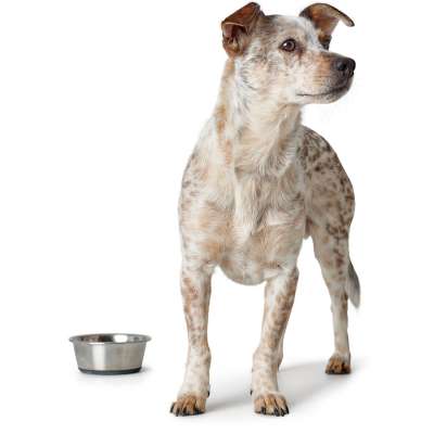 Feeding and Water Bowl Stainless Steel
