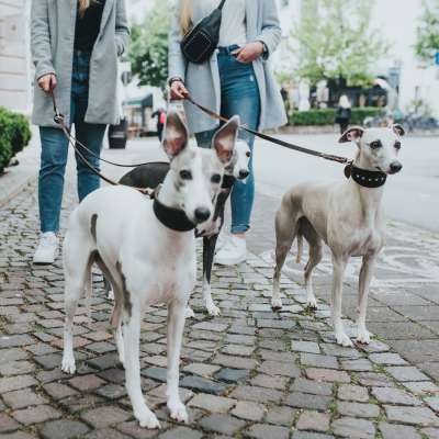 Greyhound Collar Super Soft