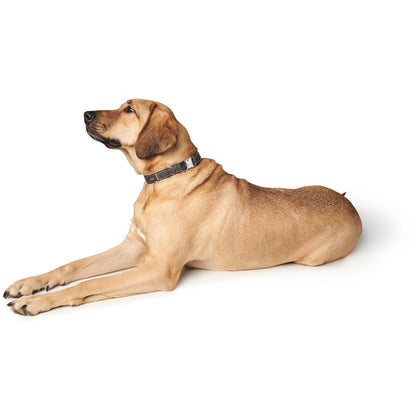 Cannes Leather Alu-Strong Dog Collar