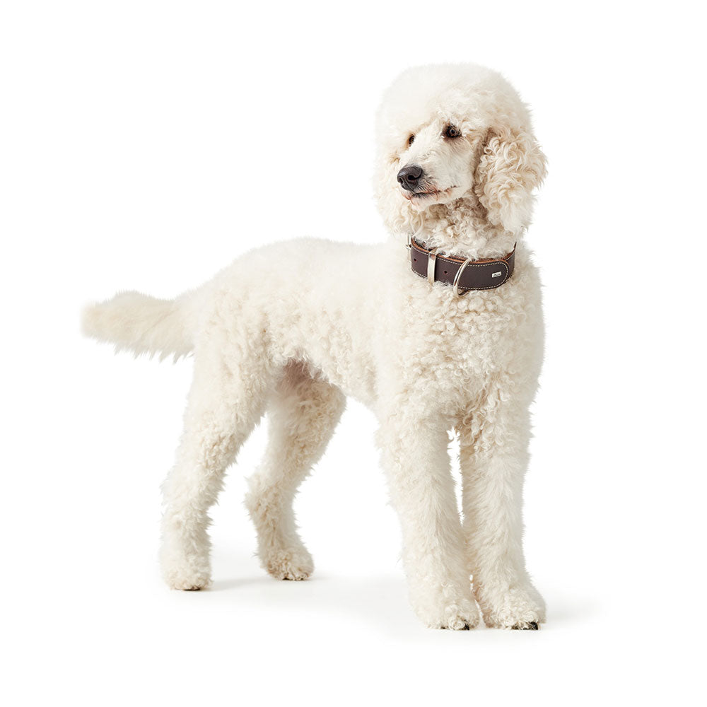 Aalborg SPECIAL Leather Dog Collar