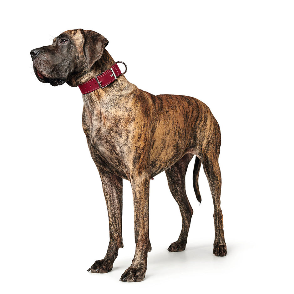 Dog collar Hunter Swiss Red/Black (38-43.5 cm)