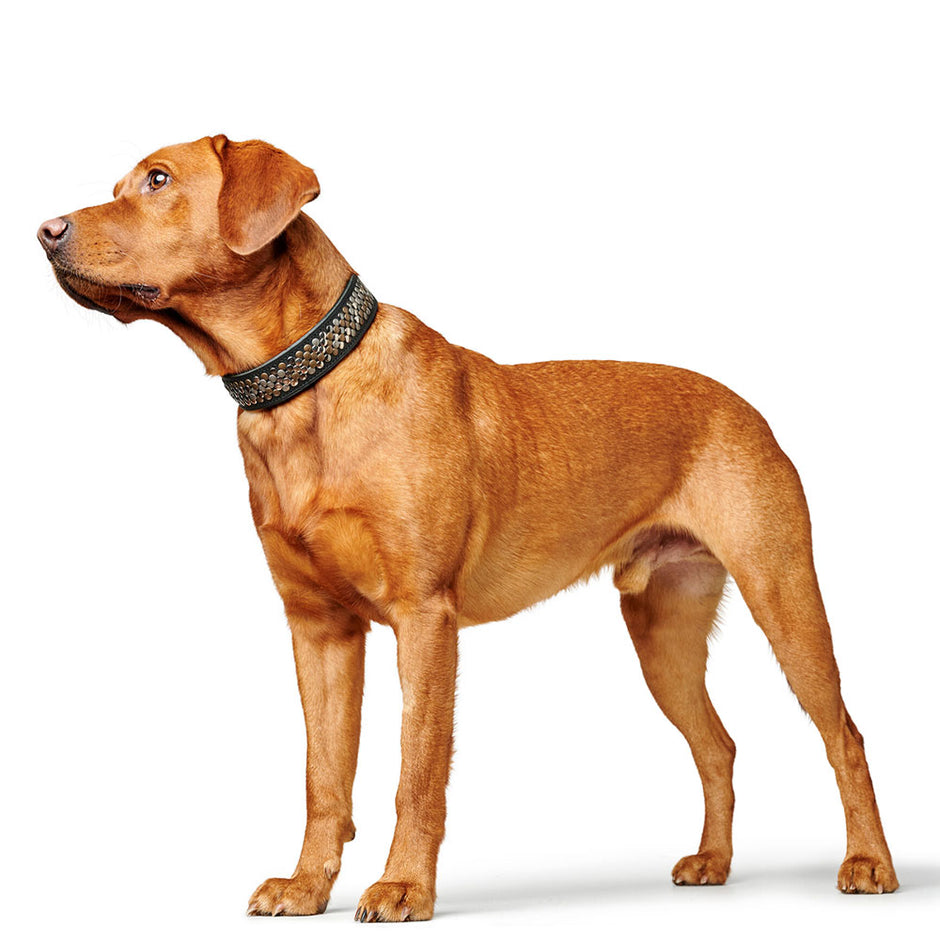 Staffy Collars Stylish and Functional Accessories for Staffordshire