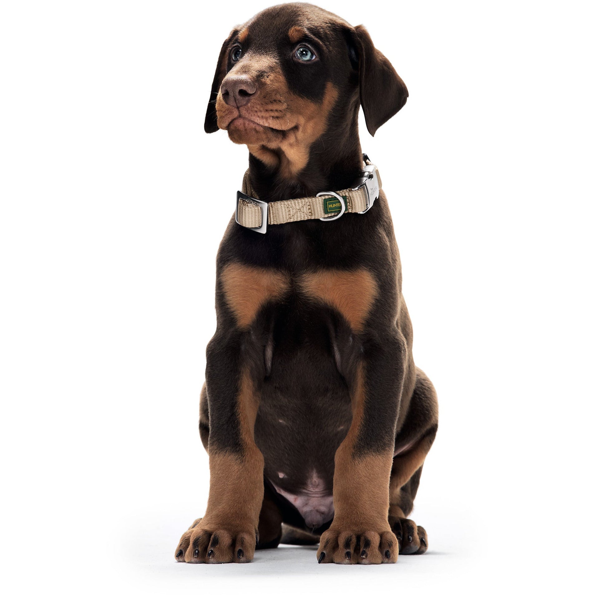 Nylon Vario Basic Alu-Strong Dog Collar dog