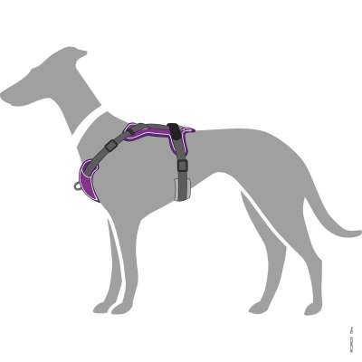 Divo Nylon Neoprene Dog Harness