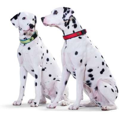 Nylon Neoprene Dog Collar Vario Plus 2 dogs 