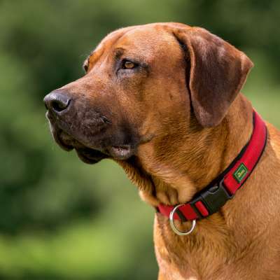 Nylon Neoprene Dog Collar Vario Plus dog model
