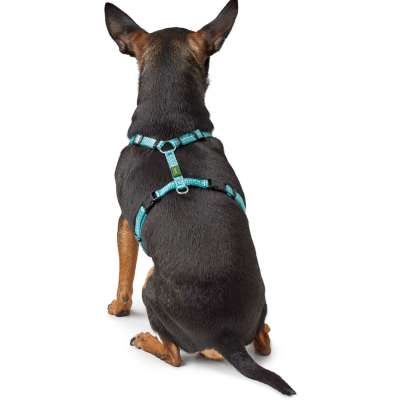 Tripoli Dog Harness