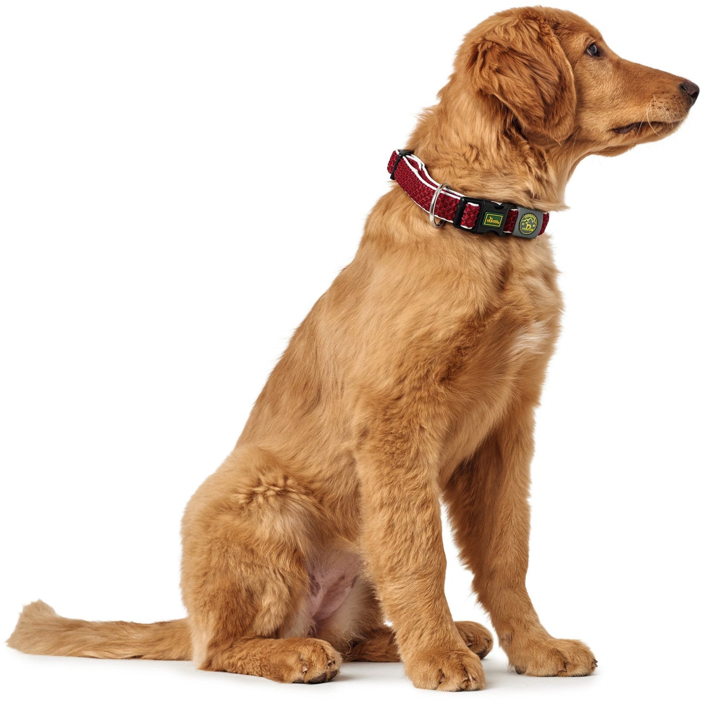 Hilo Vario Dog Collar