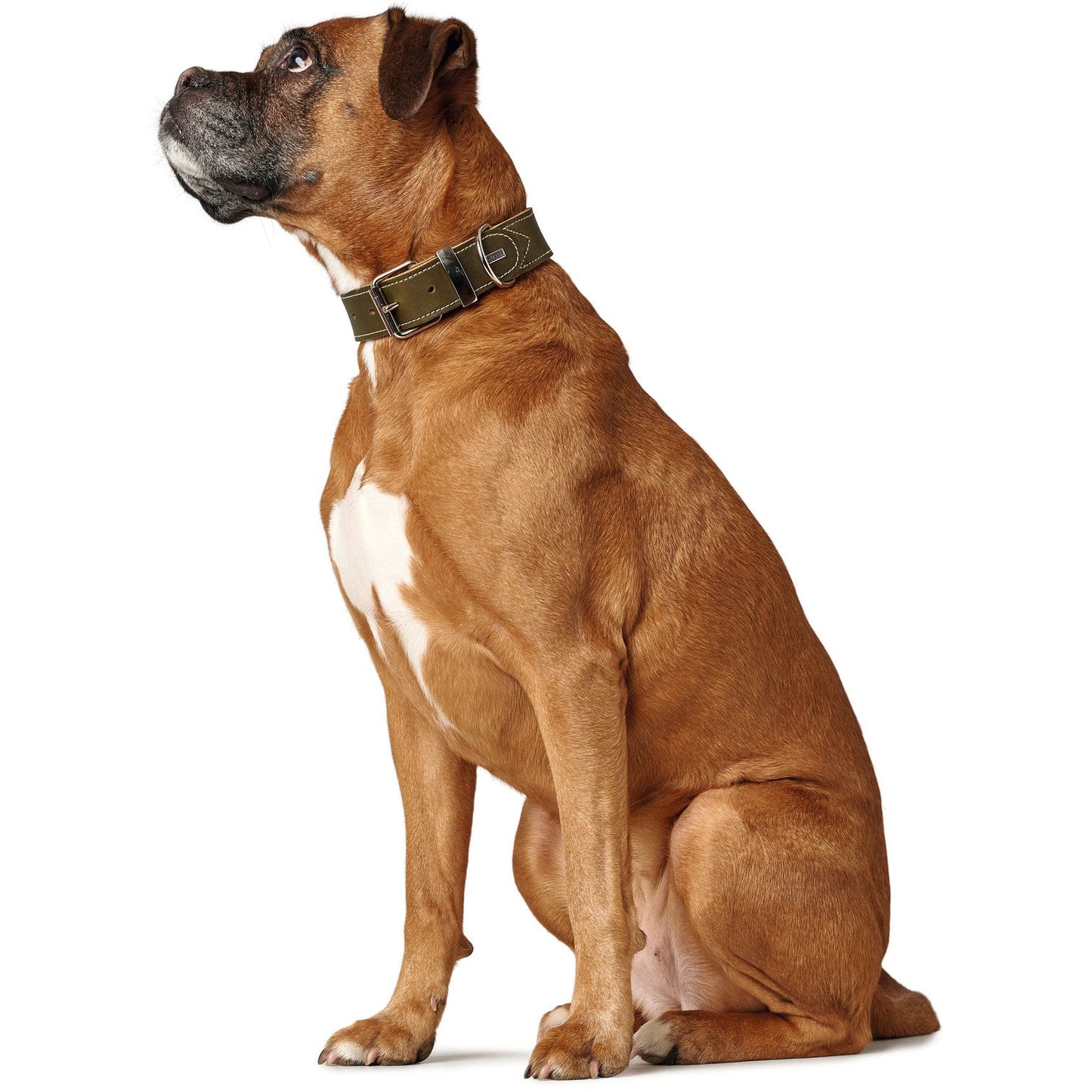 Aalborg SPECIAL Leather Dog Collar
