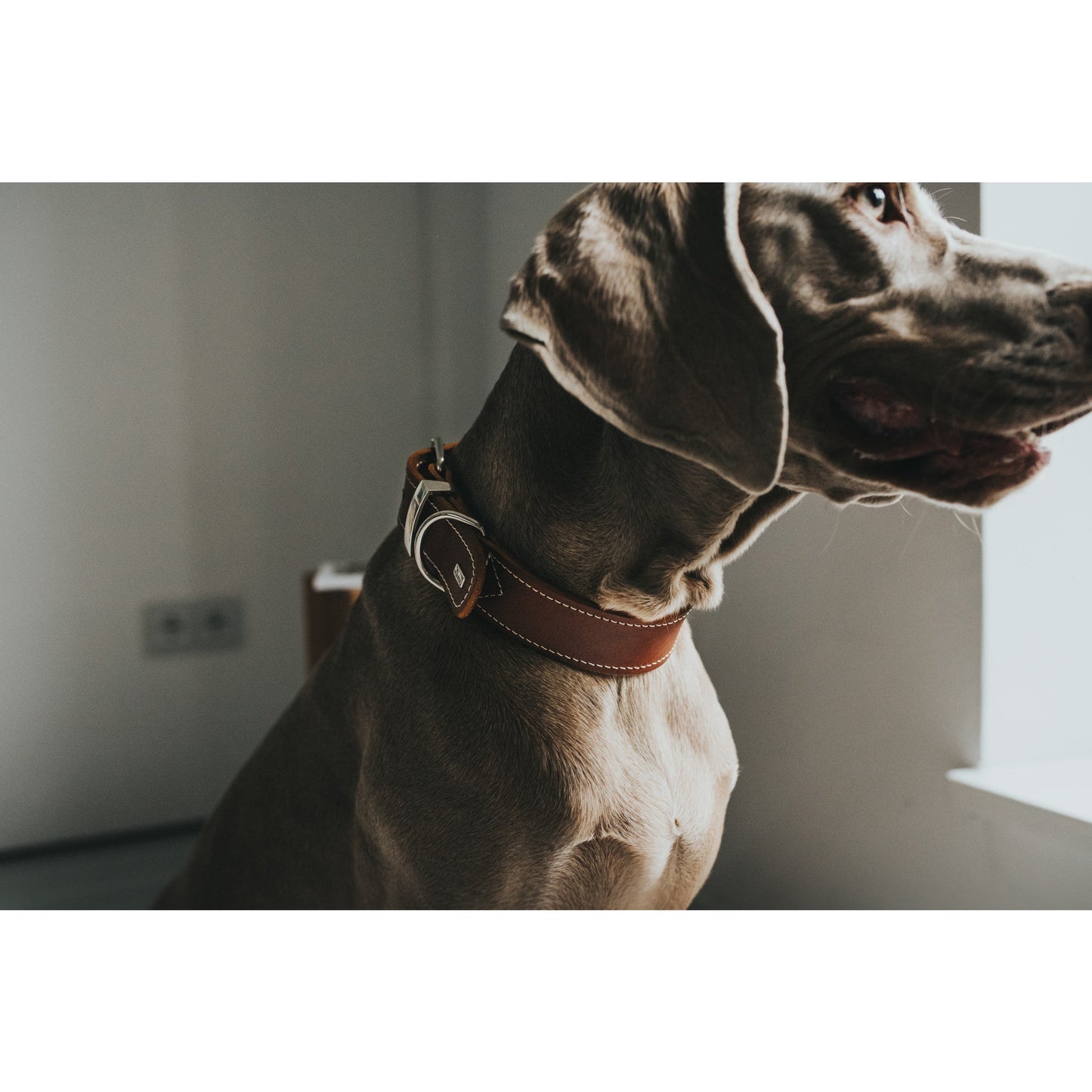 Aalborg SPECIAL Leather Dog Collar