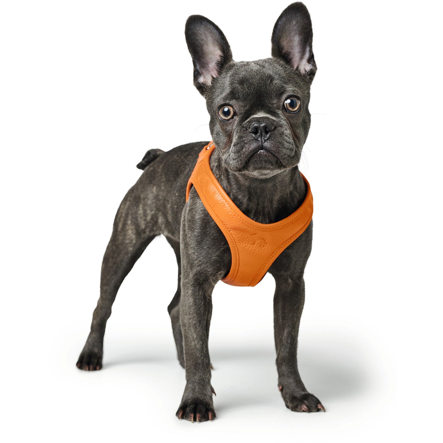 Hilo Leather Dog Harness