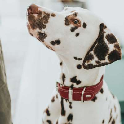 Aalborg SPECIAL Leather Dog Collar